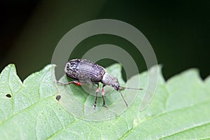 The weevil Phyllobius glaucus