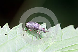 The weevil Phyllobius glaucus
