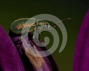 Weevil Phyllobius maculicornis