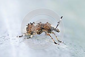 Weevil, Platystomos albinus, long-feeler weevil. Close up of insect.