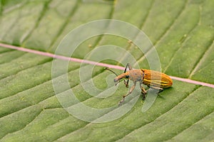 A weevil sitting on a leaf