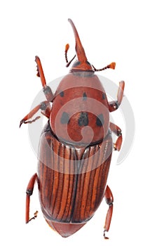 Weevil snout beetle