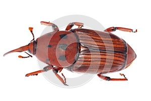 Weevil snout beetle