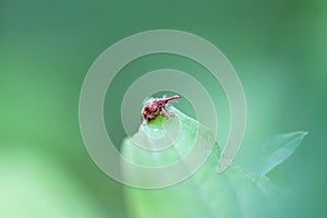 Weevil of the species Anthonomus rectirostris