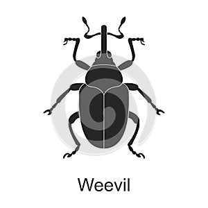 Weevil vector black icon. Vector illustration pest insect weevil on white background. Isolated black illustration icon