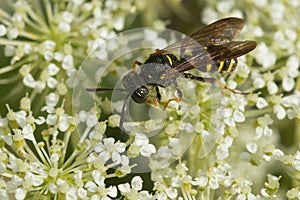 Weevil Wasp - Genus Cerceris