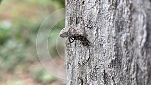 weevils mating in the trees