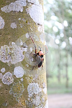 Weevils penetrate bamboo shoots to capture rubber trees