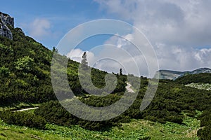 weg zwischen niedrigen pflanzen im gebirge