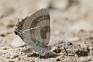 Wegedoornpage, Blue-spot Hairstreak, Satyrium spini