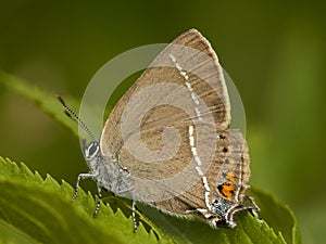 Wegedoornpage, Blue-spot Hairstreak, Satyrium spini