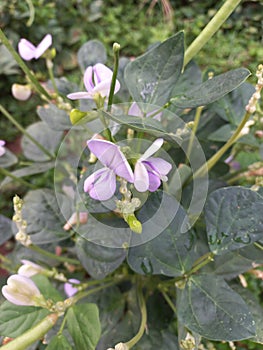 Wegetable Ã°Å¸ÂªÂ´ with pink flower and green leaf Ã°Å¸ÂÆ