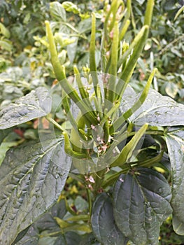 Wegetable  plant with green  leaf