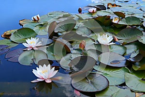 white lotus flowers