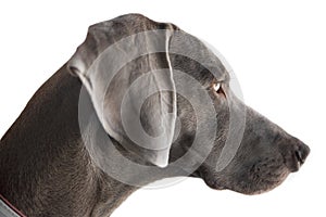 Wei-mar's muzzle isolated