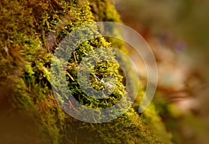 Weiches Moos im Wald, Makroaufnahme photo