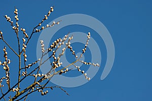 WeidenkÃÂ¤tzchen Himmel photo