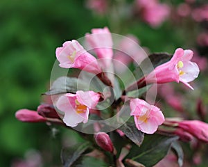 Weigela atropurpurea 'Nana'