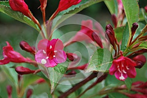 Weigela photo