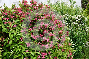 Weigela bristol ruby a wonderful blooming deciduous shrub in the garden