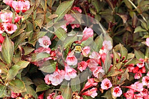 Weigela bush with bumble bee dark leaves with pink blossoms.