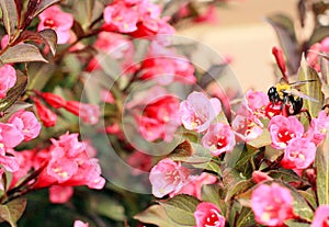 Weigela bush with bumble bee dark leaves with pink blossoms.