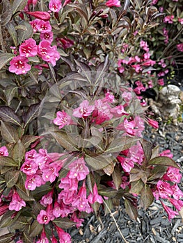 Weigela bush with dark leaves with pink blossoms.