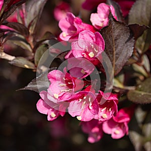Weigela, Weigela florida