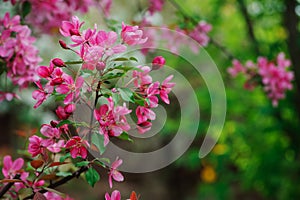 Weigela florida flowering bush in spring garden