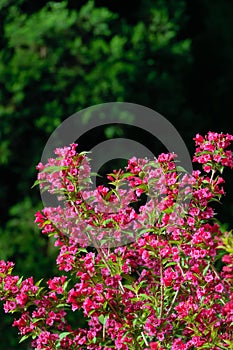 Weigela florida flowers