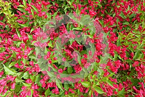 Weigela florida flowers