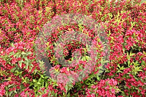 Weigela florida flowers