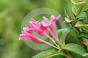 Weigela florida flowers