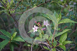 Weigela florida \'Pink Poppet\' blooms for the second time a year with pink flowers in September. Berlin, Germany