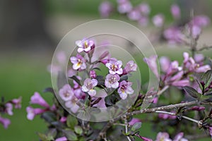 Weigela florida tango cultivated small flowering shrub, purple pink small flowers in bloom on branches