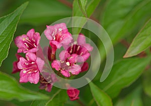 Weigela flower blossom macro nature