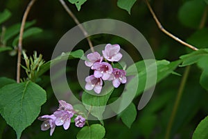 Weigela hortensis flowers