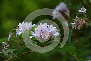 Weigela hortensis flowers
