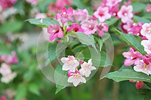 Weigela, Linnaea amabilis, Kolkwitzia amabilis, beauty bush