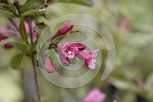 Weigela Minuet photo