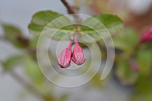 Weigela Minuet photo