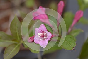 Weigela Minuet photo