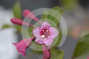 Weigela Minuet photo