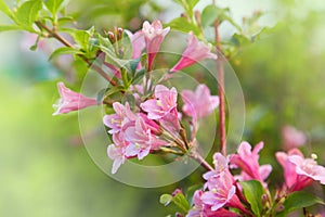 Weigela praecox. Beautiful pink flowering shrub macro view.