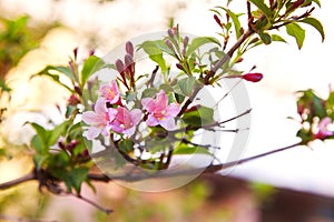 Weigela praecox. Beautiful pink flowering shrub macro view.