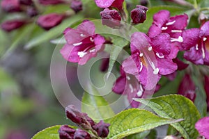 Weigela red flowers in the garden in Hungary. Beautiful flowers of Weigela against background