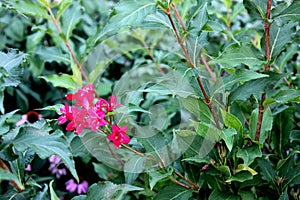 Weigela `Red Prince`, often marketed as Weigela florida `Red Prince`