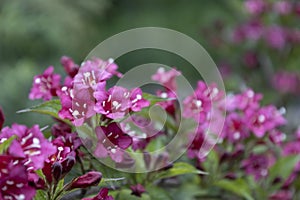 Weigela Ruby red flowers in the garden in Hungary. Beautiful flowers of Weigela against background