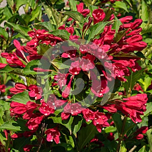 Weigela, Weigela florida