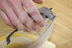 Weight control of a dormouse baby